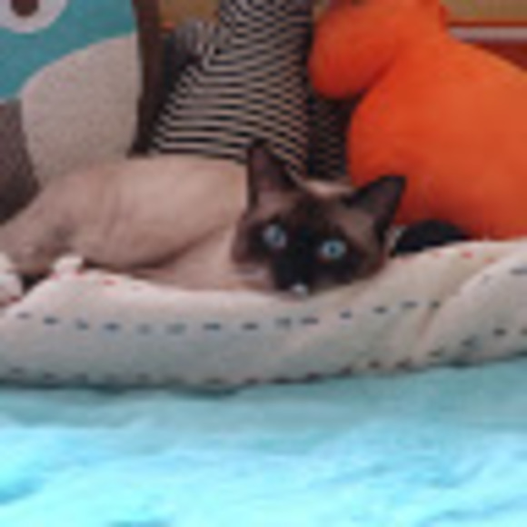 Meet your Posher, Mara - Picture 1 of 1